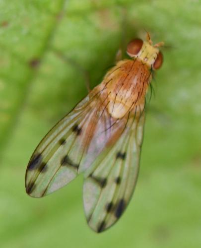 Homoneura sp.